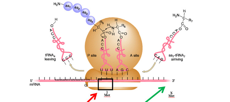 Analizan todas las alteraciones genéticas que afectan al codón iniciador de la traducción