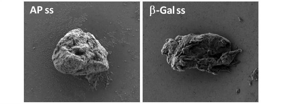 Crean ‘cuerpos de inclusión’ artificiales para la liberación controlada de medicamentos