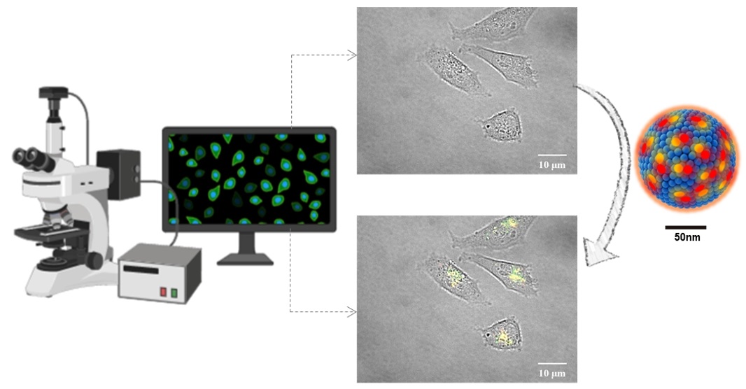 Nuevas nanopartículas fluorescentes para ver lo invisible a los ojos