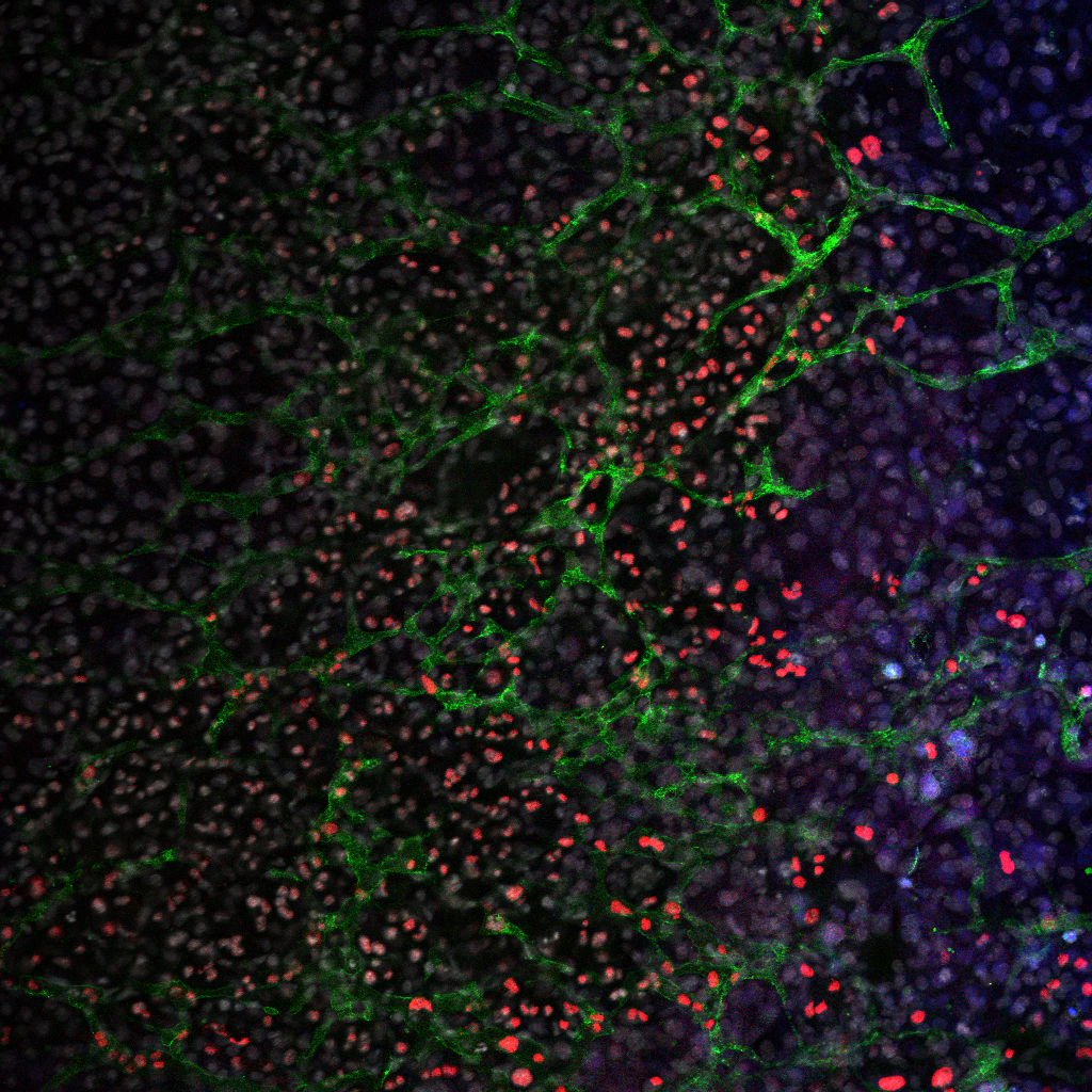 Descubren una tecnología rápida y sencilla para conseguir células madre más eficientes en medicina regenerativa