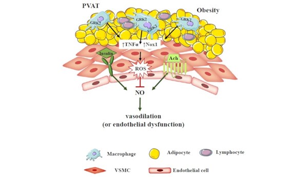 Descubierto un nuevo mecanismo de prevención del daño vascular inducido por obesidad
