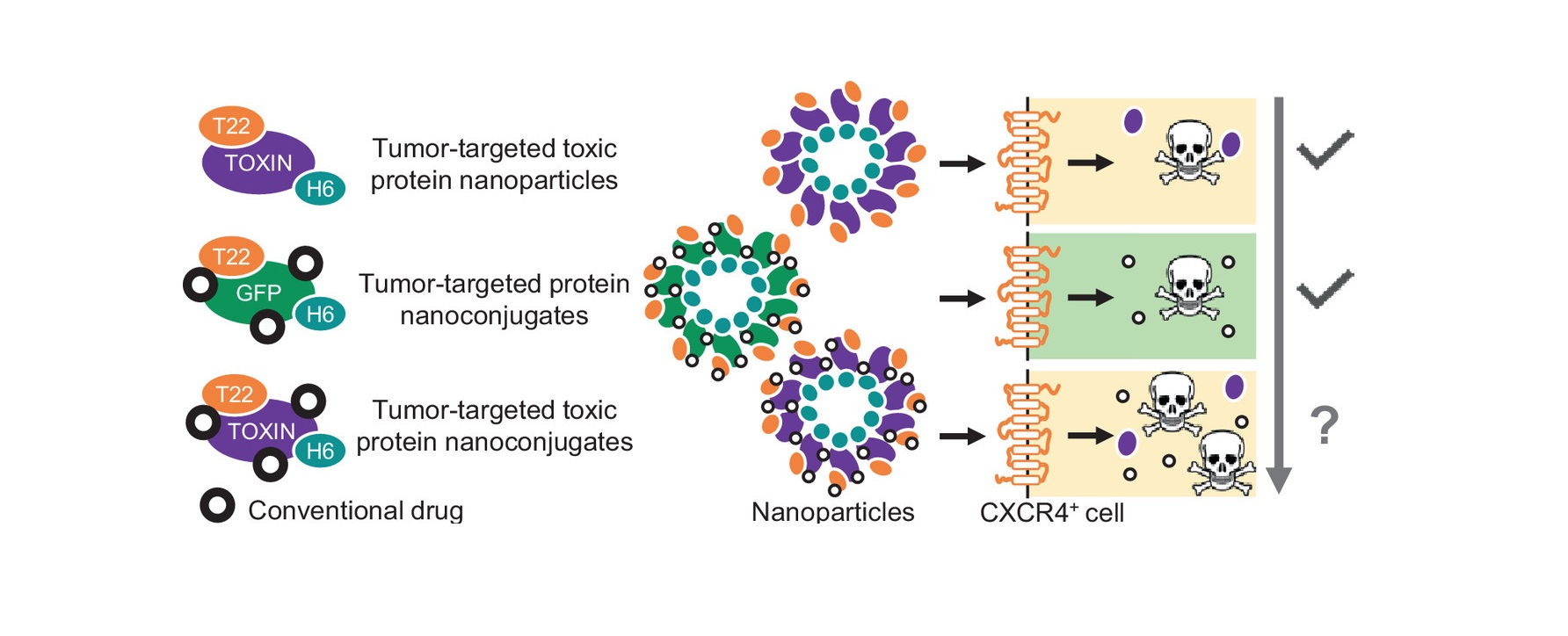 Día Internacional del Cáncer: nanopartículas citotóxicas dirigidas a tumores