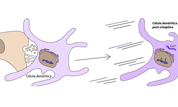 Descrito un nuevo mecanismo que explica cómo las células dendríticas mejoran su capacidad antiviral y de activación de la respuesta inmune