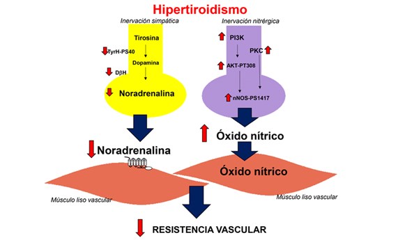 Identificado el papel de la inervación perivascular en la resistencia vascular en hipertiroidismo