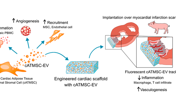 Bioimplantes con vesículas extracelulares de células madre para controlar y favorecer la reparación del músculo cardiaco después de un infarto