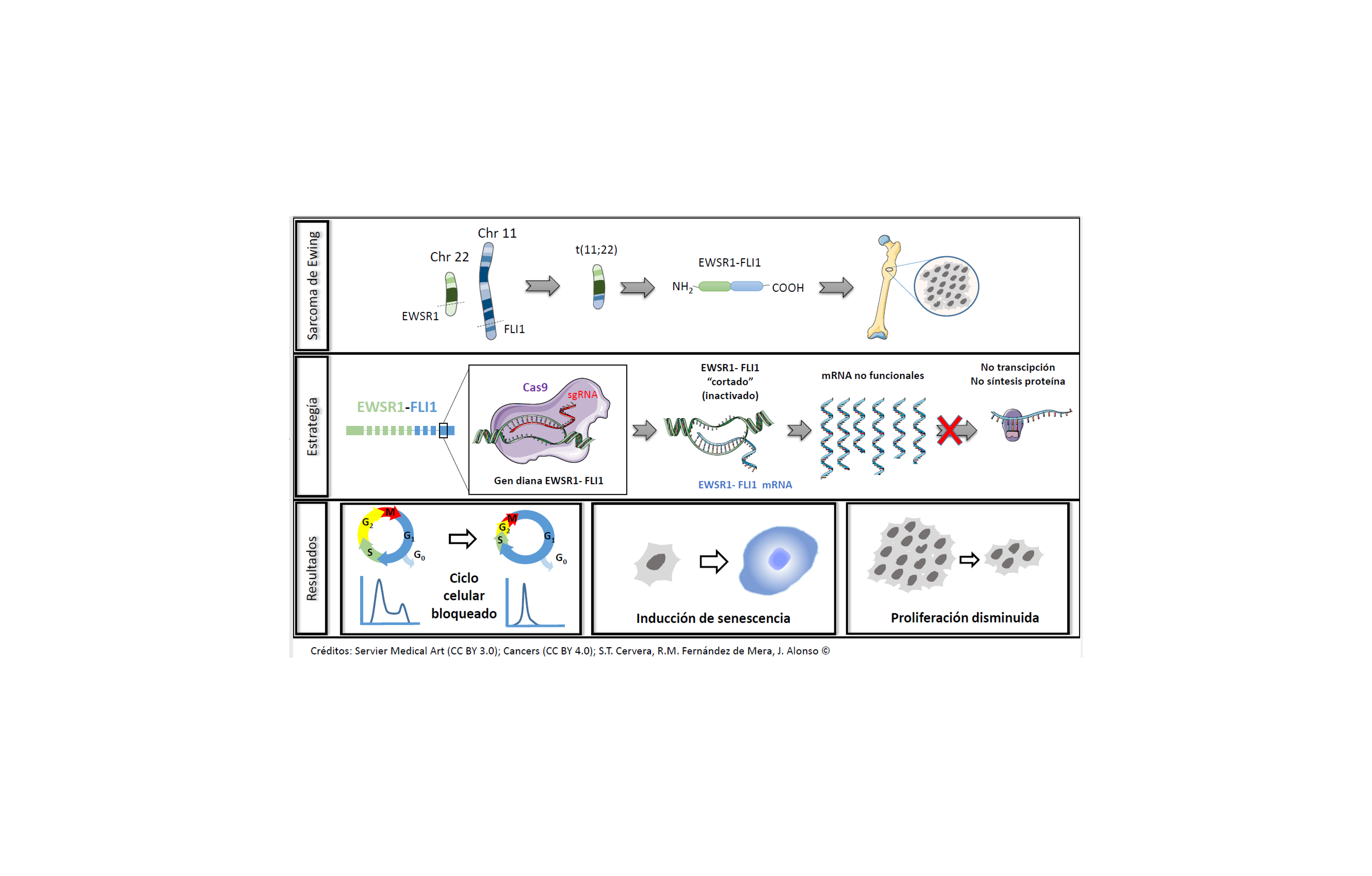 Demuestran en modelo celular el potencial terapéutico de CRISPR/Cas9 en sarcoma de Ewing, un tumor raro infantil