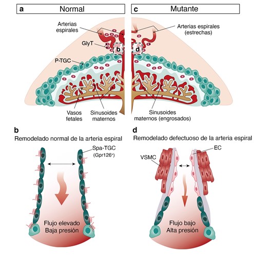 Modelo sobre a función de GPR126 no remodelado da vasculatura materna na placenta. Fonte: CNIC.