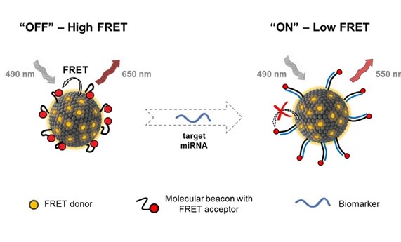 Nuevas nanovesículas fluorescentes para detección intracelular de biomarcadores Nuevas nanovesículas fluorescentes para detección intracelular de biomarcadores