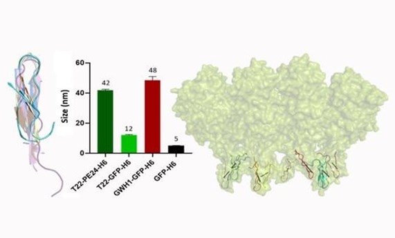 Describen la actividad antimicrobiana del péptido T22, un ligando específico del marcador tumoral CXCR4 Describen la actividad antimicrobiana del péptido T22, un ligando específico del marcador tumoral CXCR4