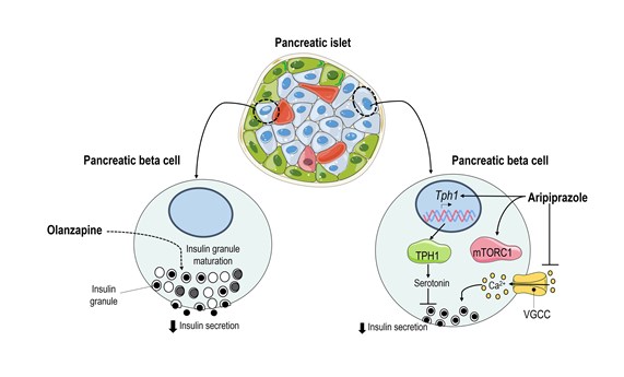 Estudian cómo el tratamiento con olanzapina y aripiprazol podría aumentar el riesgo de desarrollar síndrome metabólico y diabetes Estudian cómo el tratamiento con olanzapina y aripiprazol podría aumentar el riesgo de desarrollar síndrome metabólico y diabetes