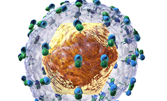 Hallada una molécula natural que inhibe la replicación del virus de la hepatitis C Hallada una molécula natural que inhibe la replicación del virus de la hepatitis C