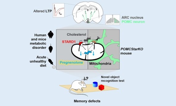 La pregnenolona hipotalámica, un neuroesteroide clave en el control del deterioro cognitivo asociado a la obesidad La pregnenolona hipotalámica, un neuroesteroide clave en el control del deterioro cognitivo asociado a la obesidad