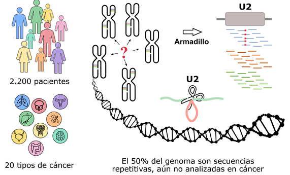 Descubren genes mutados en cáncer en el ‘genoma basura’ Descubren genes mutados en cáncer en el ‘genoma basura’