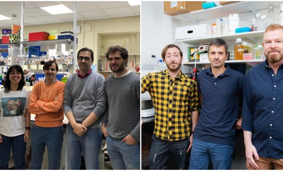 La galectina-1 previene el desarrollo de aterosclerosis y del aneurisma aórtico abdominal La galectina-1 previene el desarrollo de aterosclerosis y del aneurisma aórtico abdominal