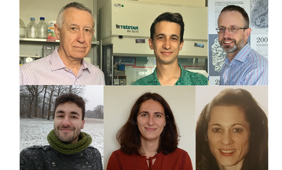 Estudios funcionales y estructurales de una enzima antibacteriana desvelan subdominios de unión y actividad Estudios funcionales y estructurales de una enzima antibacteriana desvelan subdominios de unión y actividad