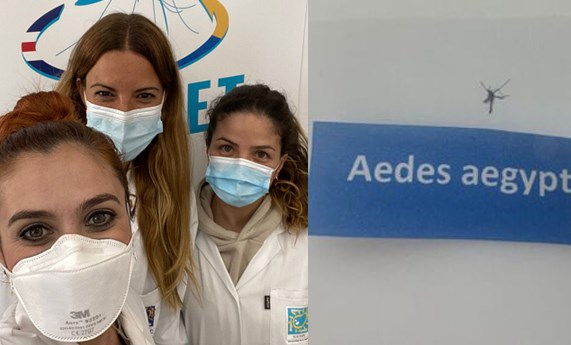 Detectadas dos larvas del mosquito Aedes aegypti en La Palma Detectadas dos larvas del mosquito Aedes aegypti en La Palma