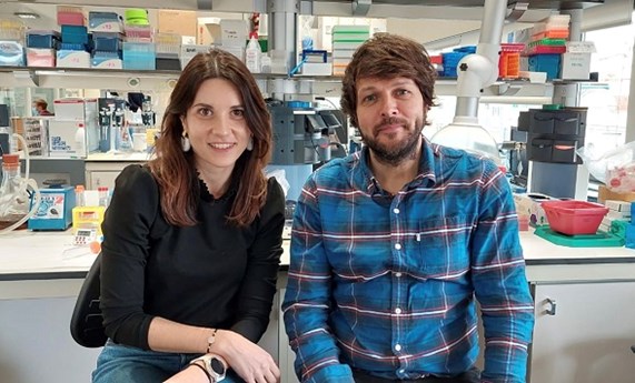 Identificados los mecanismos neuronales responsables de los antojos durante el embarazo Identificados los mecanismos neuronales responsables de los antojos durante el embarazo