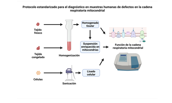 Proponen un protocolo estandarizado para el diagnóstico de defectos en la cadena respiratoria mitocondrial Proponen un protocolo estandarizado para el diagnóstico de defectos en la cadena respiratoria mitocondrial