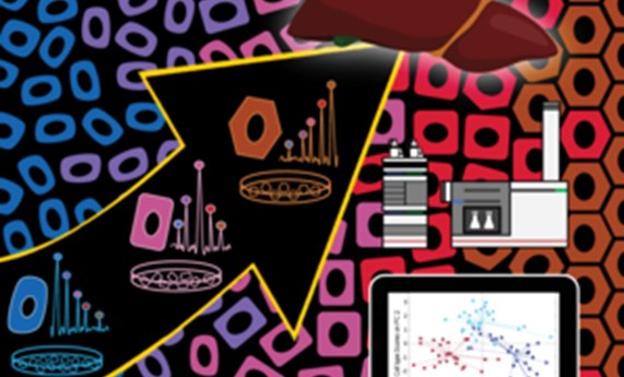 Desarrollan estrategias para diferenciar células madre inducidas de pacientes a hepatocitos Desarrollan estrategias para diferenciar células madre inducidas de pacientes a hepatocitos