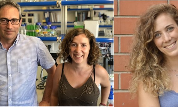 Se descubre cómo el gen ‘YWHAZ’ es capaz de alterar el desarrollo neuronal Se descubre cómo el gen ‘YWHAZ’ es capaz de alterar el desarrollo neuronal