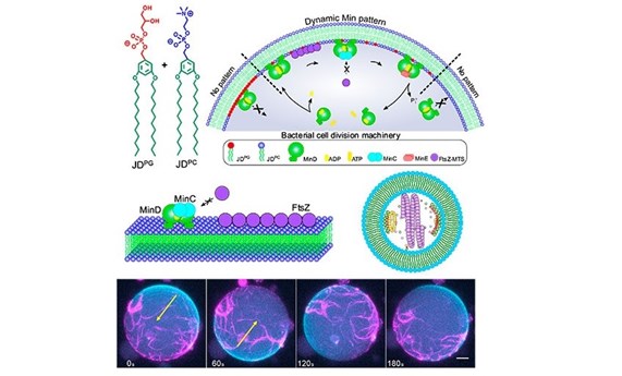 Un paso más cerca de la autodivisión de células sintéticas Un paso más cerca de la autodivisión de células sintéticas