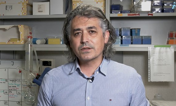 COVID-19: un nuevo test permite medir la inmunidad celular y la duración de la protección de las vacunas COVID-19: un nuevo test permite medir la inmunidad celular y la duración de la protección de las vacunas