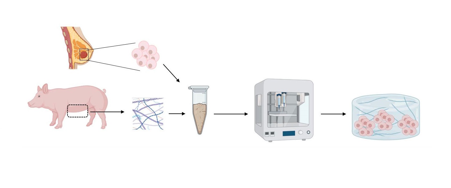 Nueva herramienta contra el cáncer de mama: bioimpresión 3D de tumores usando tejido de cerdo
