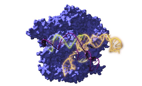 Resucitan ancestros de la herramienta de edición genética CRISPR de hace 2600 millones de años Resucitan ancestros de la herramienta de edición genética CRISPR de hace 2600 millones de años