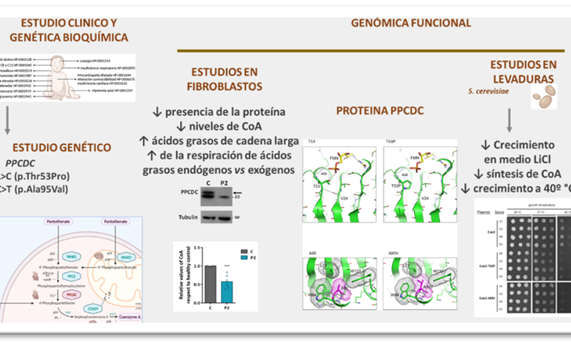 Describen un nuevo error congénito del metabolismo causado por un defecto en la síntesis de Coenzima A