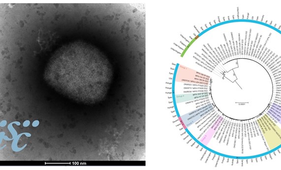 Un estudio define cambios genómicos específicos que podrían asociarse a la transmisibilidad del virus Mpox Un estudio define cambios genómicos específicos que podrían asociarse a la transmisibilidad del virus Mpox