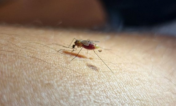 Un estudio analiza la distribución de los mosquitos transmisores de la malaria en España Un estudio analiza la distribución de los mosquitos transmisores de la malaria en España