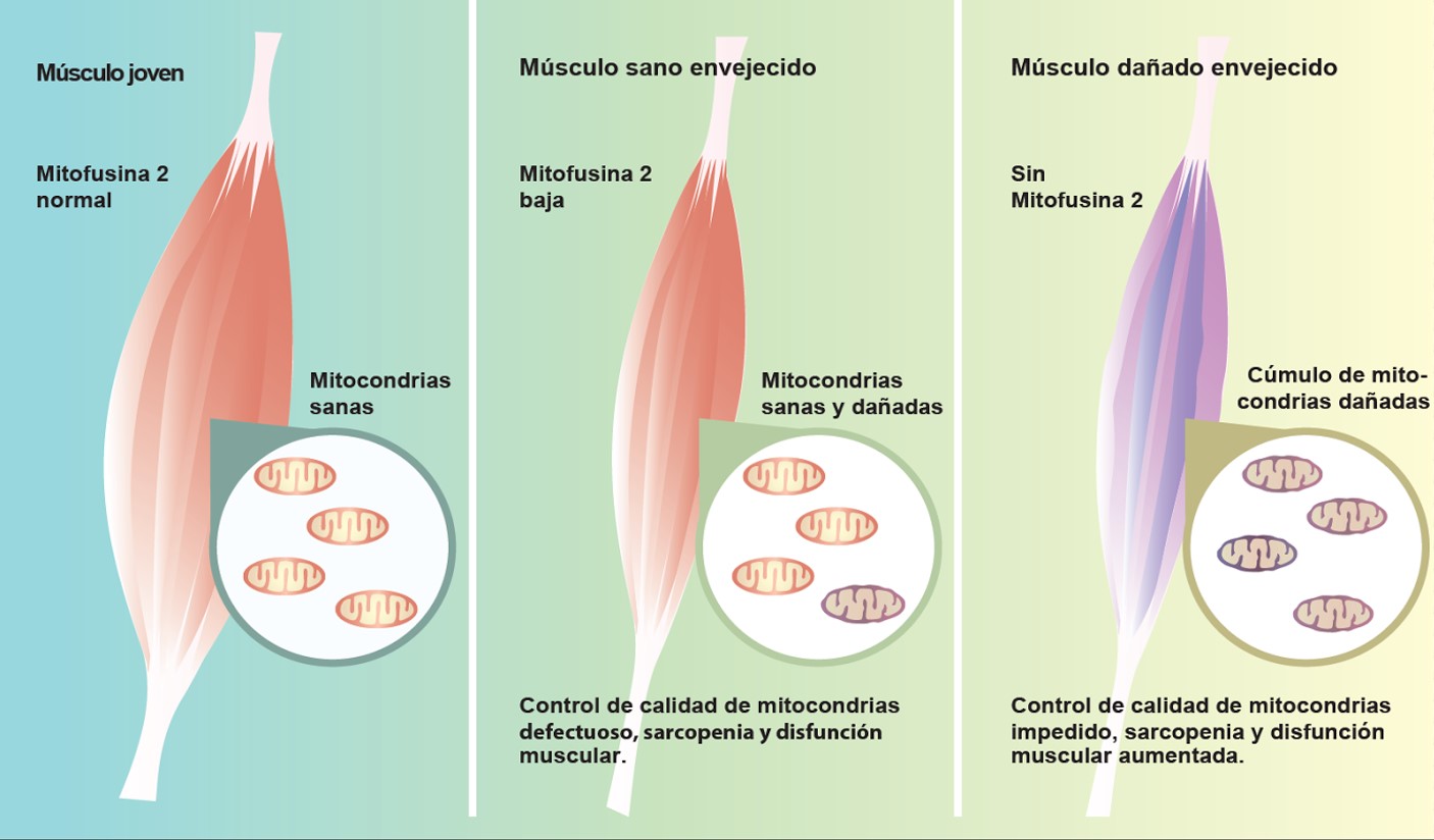 La falta de una única proteína acelera el envejecimiento muscular en ratones