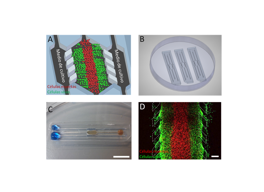 Desarrollan un dispositivo de cultivo en 3D de los tumores que permite comprender mejor su funcionamiento