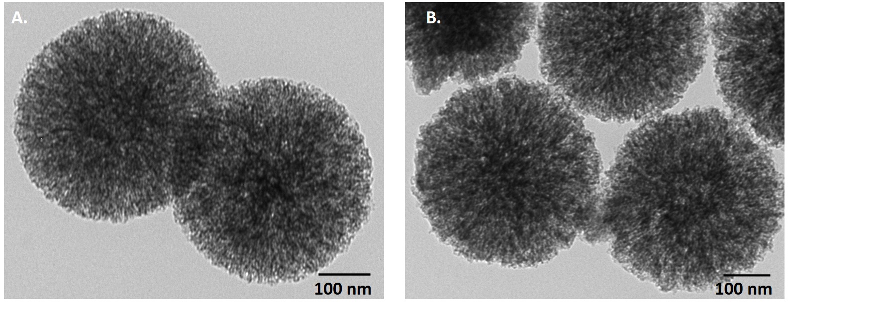 El CIBER-BBN lidera la iniciativa europea Nano4p, de referencia en Nanomedicina